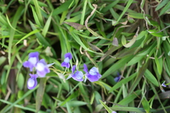 Utricularia reticulata